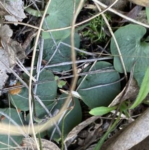 Corysanthes hispida at Fadden, ACT - 22 Apr 2021