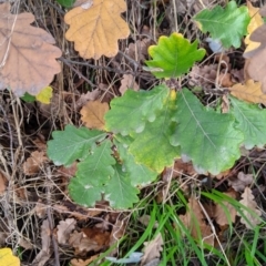 Quercus robur (English Oak) at Thurgoona, NSW - 16 Jul 2021 by Darcy