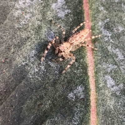 Helpis minitabunda (Threatening jumping spider) at Lyons, ACT - 5 Jul 2021 by Tapirlord