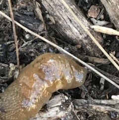 Ambigolimax sp. (valentius and waterstoni) (Striped Field Slug) at Phillip, ACT - 5 Jul 2021 by Tapirlord