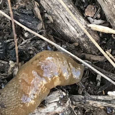 Ambigolimax nyctelia (Striped Field Slug) at Phillip, ACT - 5 Jul 2021 by Tapirlord