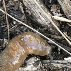 Ambigolimax sp. (valentius and waterstoni) at Phillip, ACT - 5 Jul 2021 02:53 PM