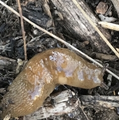 Ambigolimax sp. (valentius and waterstoni) at Phillip, ACT - 5 Jul 2021 02:53 PM