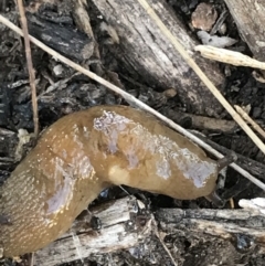 Ambigolimax sp. (valentius and waterstoni) at Phillip, ACT - 5 Jul 2021 02:53 PM