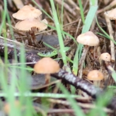 Unidentified Cap on a stem; gills below cap [mushrooms or mushroom-like] at Castle Creek, VIC - 18 Jul 2021 by Kyliegw