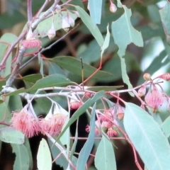 Eucalyptus leucoxylon (Yellow Gum) at Castle Creek, VIC - 18 Jul 2021 by Kyliegw