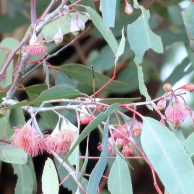 Eucalyptus leucoxylon (Yellow Gum) at Castle Creek, VIC - 18 Jul 2021 by KylieWaldon