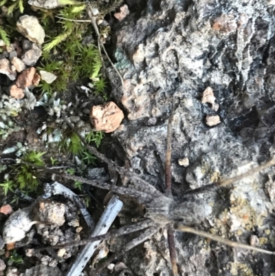 Argoctenus sp. (genus) (Wandering ghost spider) at Garran, ACT - 11 Jul 2021 by Tapirlord
