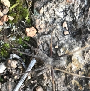 Argoctenus sp. (genus) at Garran, ACT - 11 Jul 2021