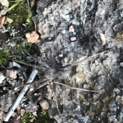 Argoctenus sp. (genus) at Garran, ACT - 11 Jul 2021