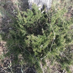 Grevillea victoriae at Hughes, ACT - 11 Jul 2021 03:45 PM