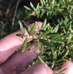 Grevillea victoriae at Hughes, ACT - 11 Jul 2021 03:45 PM