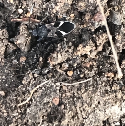 Dieuches maculicollis (Black-and-white seed bug) at Hughes, ACT - 11 Jul 2021 by Tapirlord