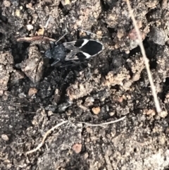 Dieuches sp. (genus) at Hughes, ACT - 11 Jul 2021