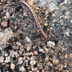 Diplopoda (class) (Unidentified millipede) at Hughes, ACT - 11 Jul 2021 by Tapirlord