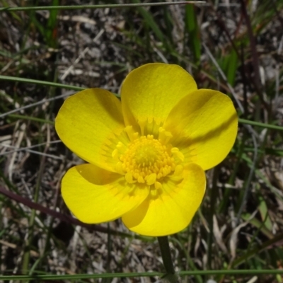 Ranunculus lappaceus (Australian Buttercup) at Dry Plain, NSW - 14 Nov 2020 by JanetRussell