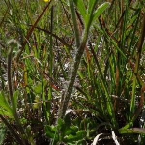 Ranunculus lappaceus at Dry Plain, NSW - 15 Nov 2020