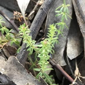 Asperula conferta at Garran, ACT - 11 Jul 2021