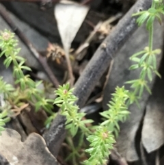 Asperula conferta at Garran, ACT - 11 Jul 2021