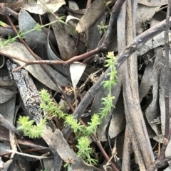 Asperula conferta at Garran, ACT - 11 Jul 2021