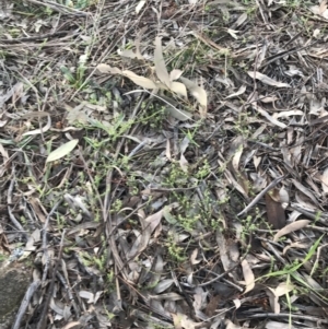 Asperula conferta at Garran, ACT - 11 Jul 2021