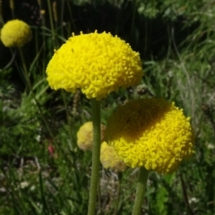 Craspedia variabilis (Common Billy Buttons) at Dry Plain, NSW - 14 Nov 2020 by JanetRussell