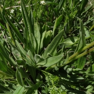 Craspedia variabilis at Dry Plain, NSW - suppressed