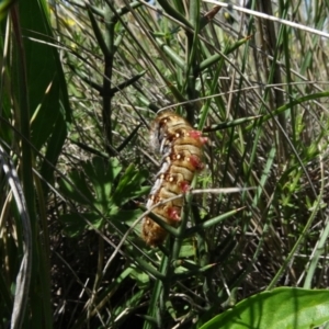 Pterolocera (genus) at Dry Plain, NSW - 15 Nov 2020