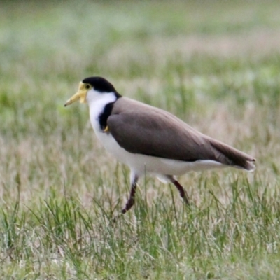 Vanellus miles (Masked Lapwing) at Springdale Heights, NSW - 18 Jul 2021 by PaulF