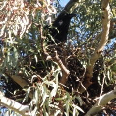 Corvus coronoides (Australian Raven) at Griffith, ACT - 17 Jul 2021 by RobParnell