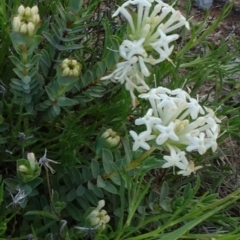 Pimelea linifolia subsp. caesia (Slender Rice Flower) at Rhine Falls, NSW - 15 Nov 2020 by JanetRussell