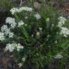 Pimelea linifolia subsp. caesia at Rhine Falls, NSW - 15 Nov 2020