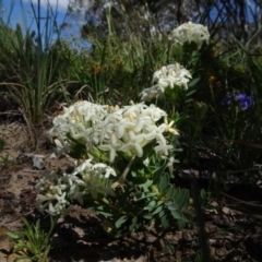 Pimelea linifolia subsp. caesia at Rhine Falls, NSW - 15 Nov 2020