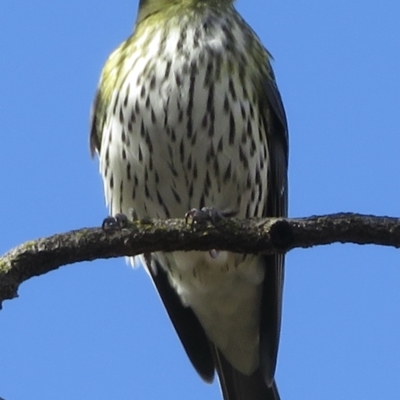 Oriolus sagittatus (Olive-backed Oriole) at Narrabundah, ACT - 17 Jul 2021 by RobParnell