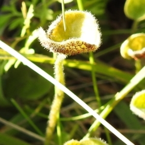 Puccinia dichondrae at Tuggeranong DC, ACT - 14 Jun 2020