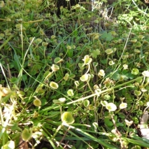 Puccinia dichondrae at Tuggeranong DC, ACT - 14 Jun 2020