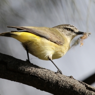 Acanthiza chrysorrhoa (Yellow-rumped Thornbill) at Tuggeranong Creek to Monash Grassland - 18 Jul 2021 by RodDeb