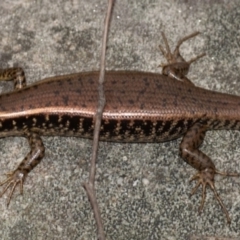 Eulamprus quoyii (Eastern Water Skink) at Blue Mountains National Park, NSW - 2 Jan 2008 by PatrickCampbell