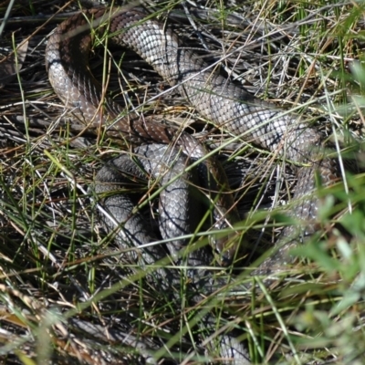 Notechis scutatus (Tiger Snake) at Lawson, NSW - 11 Sep 2019 by PatrickCampbell