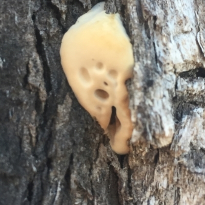 Hexagonia vesparia (Wasp Nest Polypore) at Hughes, ACT - 11 Jul 2021 by JaceWT