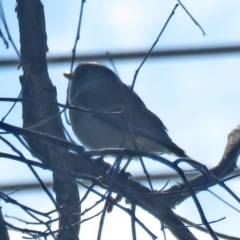 Pachycephala pectoralis (Golden Whistler) at Macarthur, ACT - 4 Jul 2021 by RodDeb