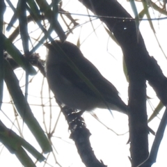 Pachycephala pectoralis at Macarthur, ACT - 4 Jul 2021