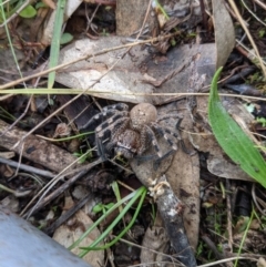 Neosparassus sp. (genus) (Unidentified Badge huntsman) at Mount Majura - 19 Jul 2021 by WalterEgo