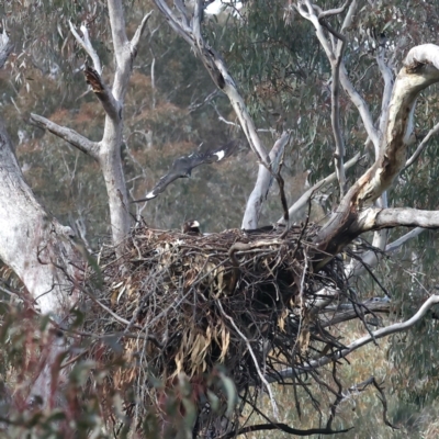 Aquila audax (Wedge-tailed Eagle) at Majura, ACT - 18 Jul 2021 by jbromilow50