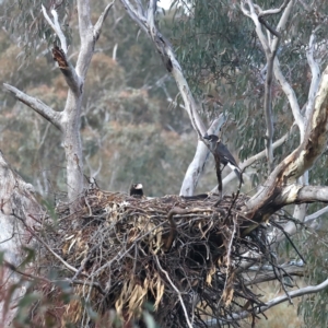 Aquila audax at Majura, ACT - suppressed