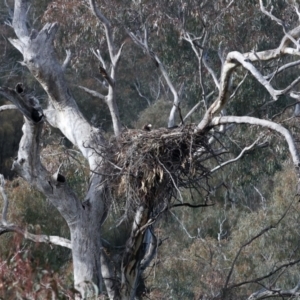 Aquila audax at Majura, ACT - suppressed