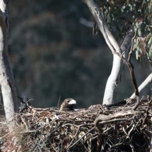 Aquila audax at Majura, ACT - suppressed