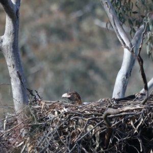 Aquila audax at Majura, ACT - suppressed