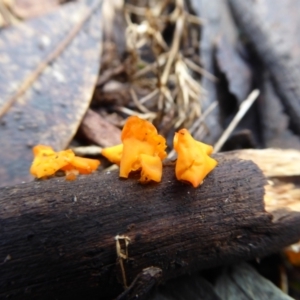 Heterotextus sp. at Bolaro, NSW - 11 Jul 2021 11:15 AM