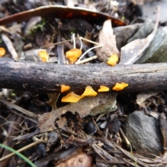 Heterotextus sp. at Bolaro, NSW - 11 Jul 2021 11:15 AM